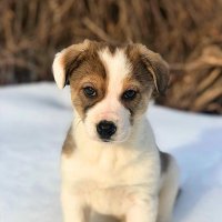 джек-рассел-терьер :: Андрей Л. В.