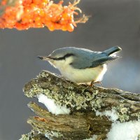 Шустрик. :: Михаил Белоусов