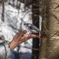 Обыкновенный поползень. :: Вадим Басов