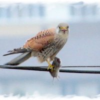 Трапеза :: Сеня Белгородский