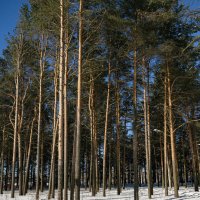 Пора в лес :: Александр Силинский Пора в лес :: Александр Силинский