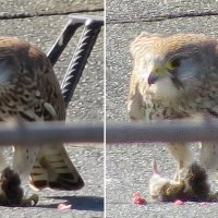 ИИ обработка :: Сеня Белгородский