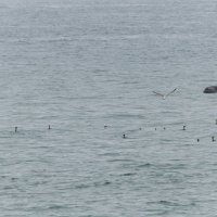 чемги и дельфин. :: юрий макаров