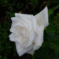 Когда уже очень хочется цветов :: Елена Шаламова