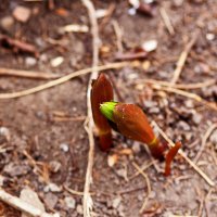 Весна :: Юрий Гайворонскiий