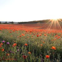 Природа Крыма :: Изумительная Космея Природа Крыма :: Изумительная Космея