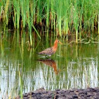 Турухтан . :: nadyasilyuk Вознюк