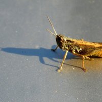 Разговор с тенью. :: nadyasilyuk Вознюк