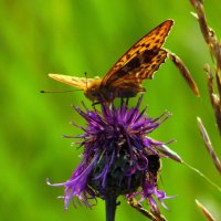 Снимает пробу. :: nadyasilyuk Вознюк