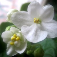 Фиалка :: Елена Семигина