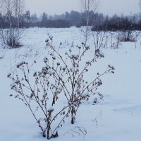 Репейник :: Галина Минчук