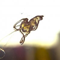 Небесная блоха :) :: Юрий Куликов