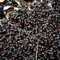 Лесной муравейник. :: Михаил Курзанцев