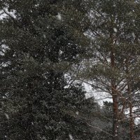 Береги лес!!! :: Радмир Арсеньев