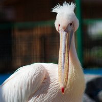 Пеликан :: Вячеслав Алтай