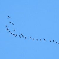 весна :: ИННА ПОРОХОВА