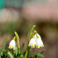 Как колокольчики... :: Александр Кондаков