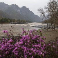 Весна на Катуни... :: владимир 
