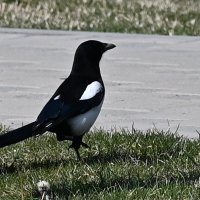 Городская жительница... :: Николай Саржанов Городская жительница... :: Николай Саржанов