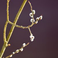 19 марта - природа просыпается! :: Светлана 