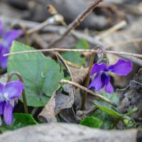 Весна :: Игорь Протасов