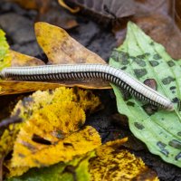 очень много ножек :: Ольга Косачова