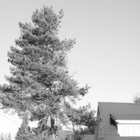 Мечты о ч/б Лейке 62. :: Михаил Елочкин