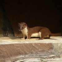 Ласка :: Владимир 