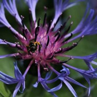 ...про шмеля... :: Александр Герасенков