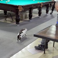 Кошка... :: Андрей Хлопонин