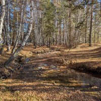 Лесная речка :: Андрей Хлопонин