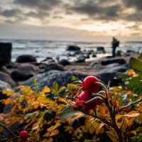 Ягоды шиповника на фоне залива :: Лилия 