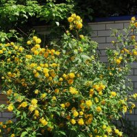 Ах. май ! :: Елена Шаламова