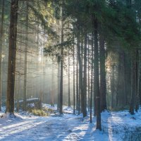 Весенним утром :: Юрий Цыплятников
