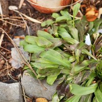 Весна :: Юрий Гайворонскiий