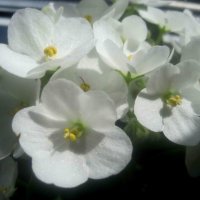 Фиалки :: Елена Семигина