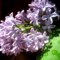 Веточка сирени :: Елена Семигина