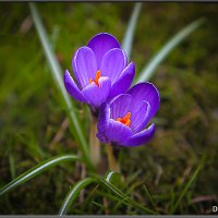 Начало Весны. КРОКУСЫ. :: Александр Дмитриев