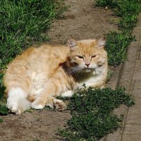 Рыжие кошки :: Рита Симонова