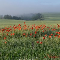 Природа Крыма :: Изумительная Космея