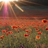 Природа Крыма :: Изумительная Космея