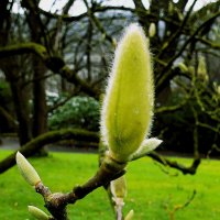 Весна(серия) :: Владимир Манкер