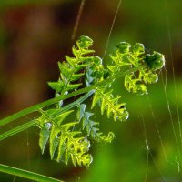 Папоротник. :: nadyasilyuk Вознюк