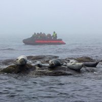 Кольчатая нерпа :: Владимир Соколов (svladmir)