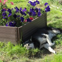 Хорошо в тенёчке :: Galaelina ***