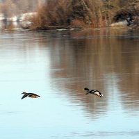 Летать так летать, я им помашу рукой :: Lersa 