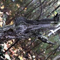 Грозный крокодил :: Сергей Сомихин