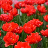 В парке :: Таня Фиалка