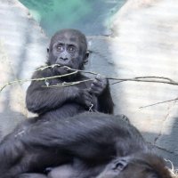 гориллы :: Михаил Бибичков