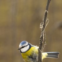 Лазоревка :: Валерий Черняк Лазоревка :: Валерий Черняк